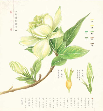 栀子花