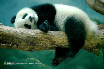 爬在树上睡觉的大熊猫图片素材