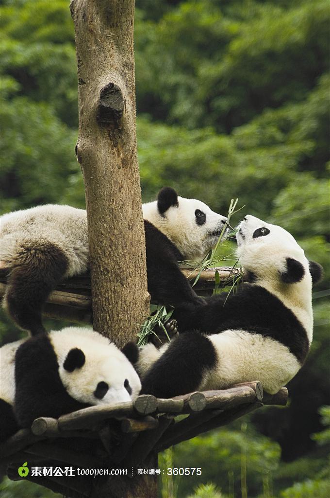 可爱大熊猫图片素材