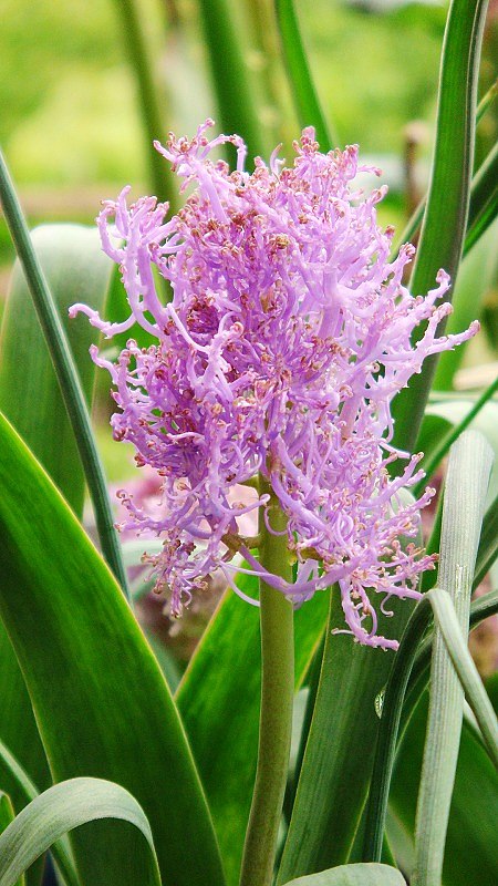 muscari comosum plumosum 葡萄风信子⊙羽毛