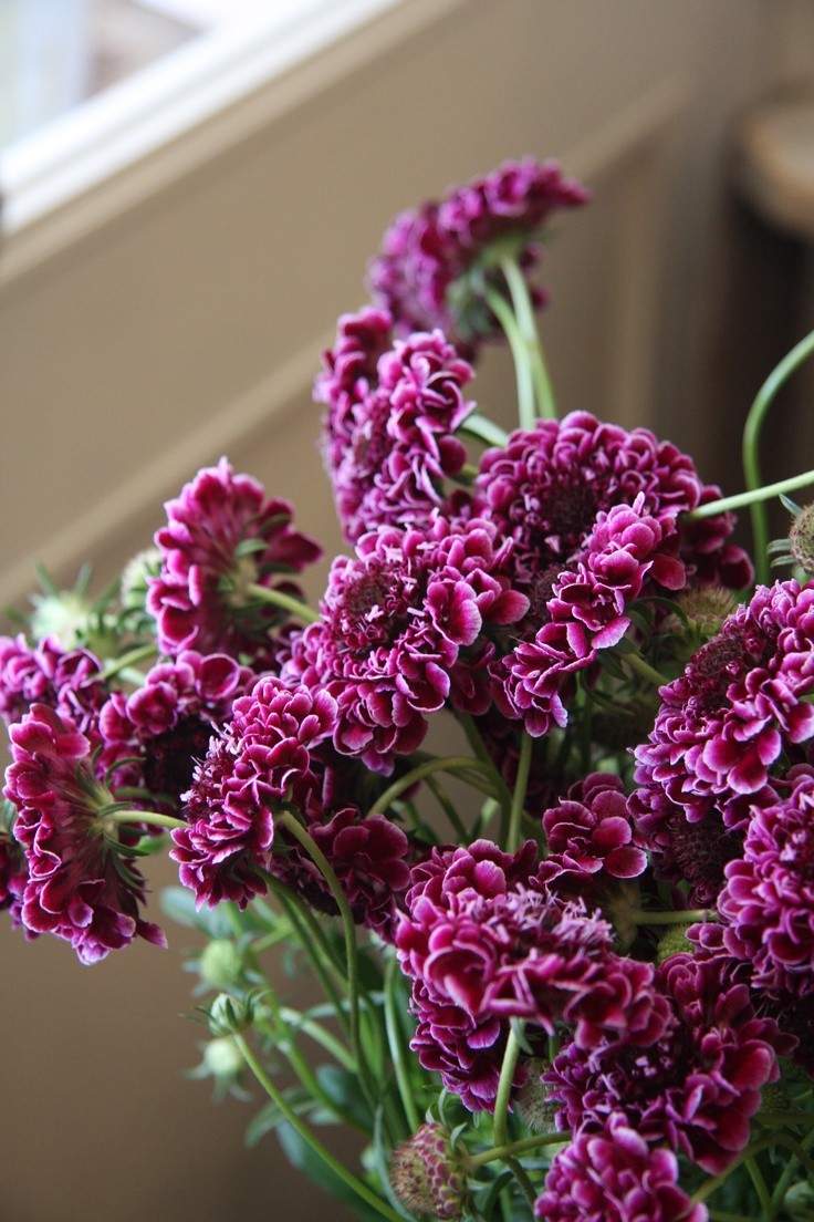 scabiosa 蓝盆花属—舒小姐花房