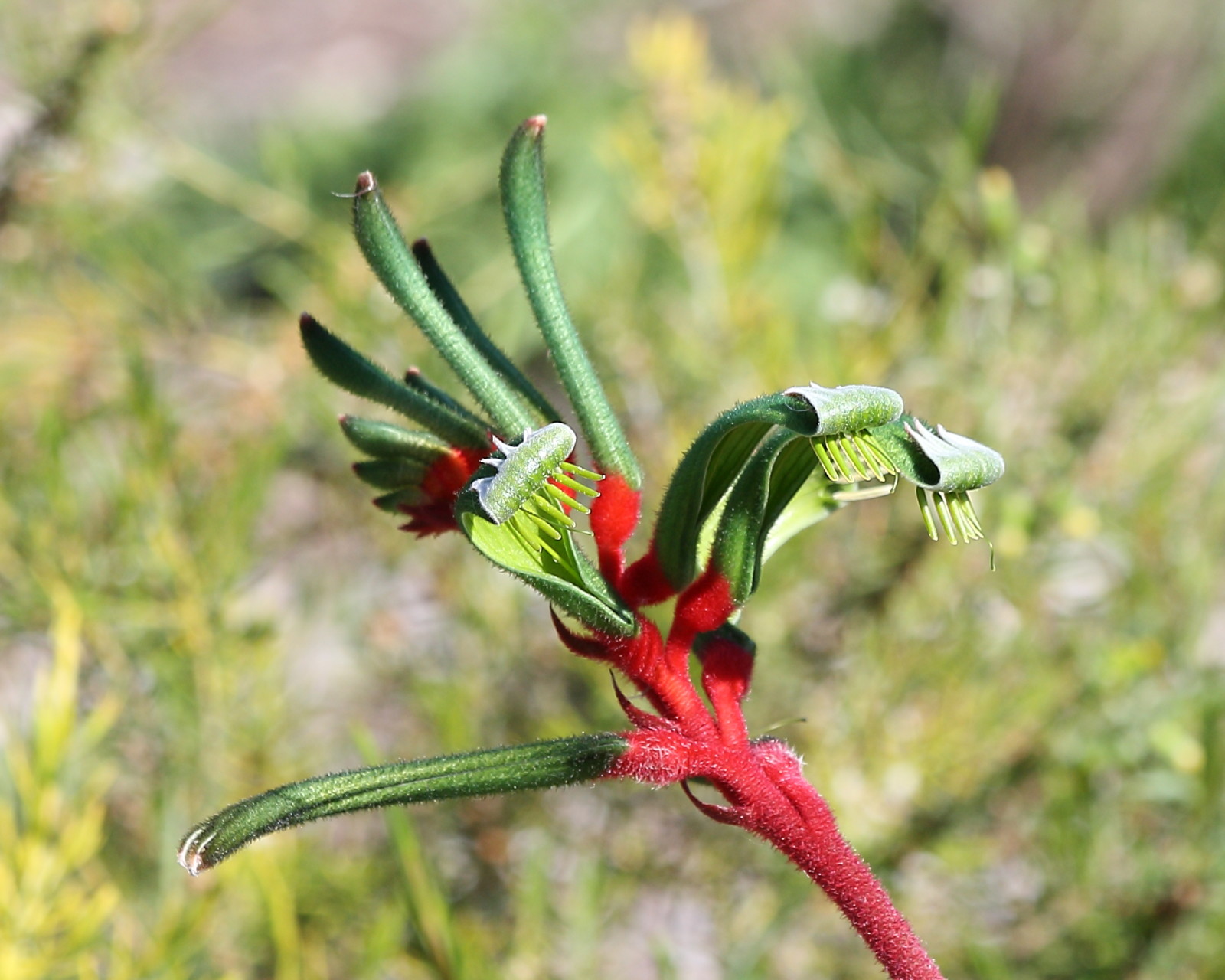 袋鼠爪花(anigozanthos manglesii)