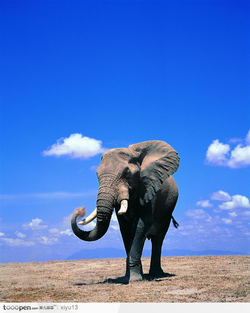 象之世界蓝天下弯着鼻子的大象高清图片