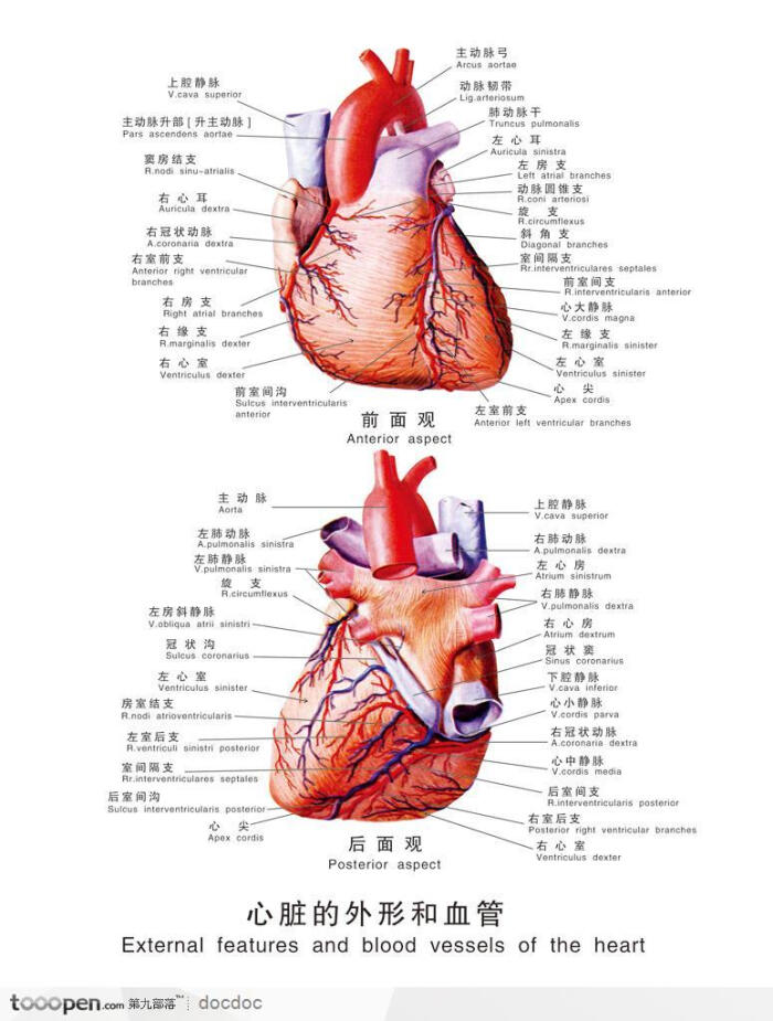 人体解剖图-心脏外形和血管