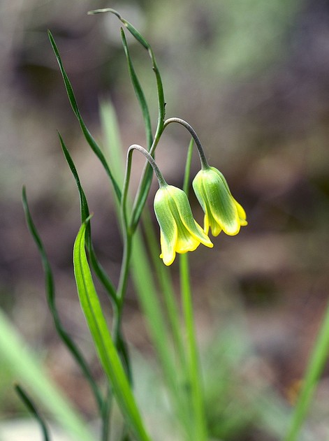 罗地亚贝母fritillaria rhodia,百合科贝母属.