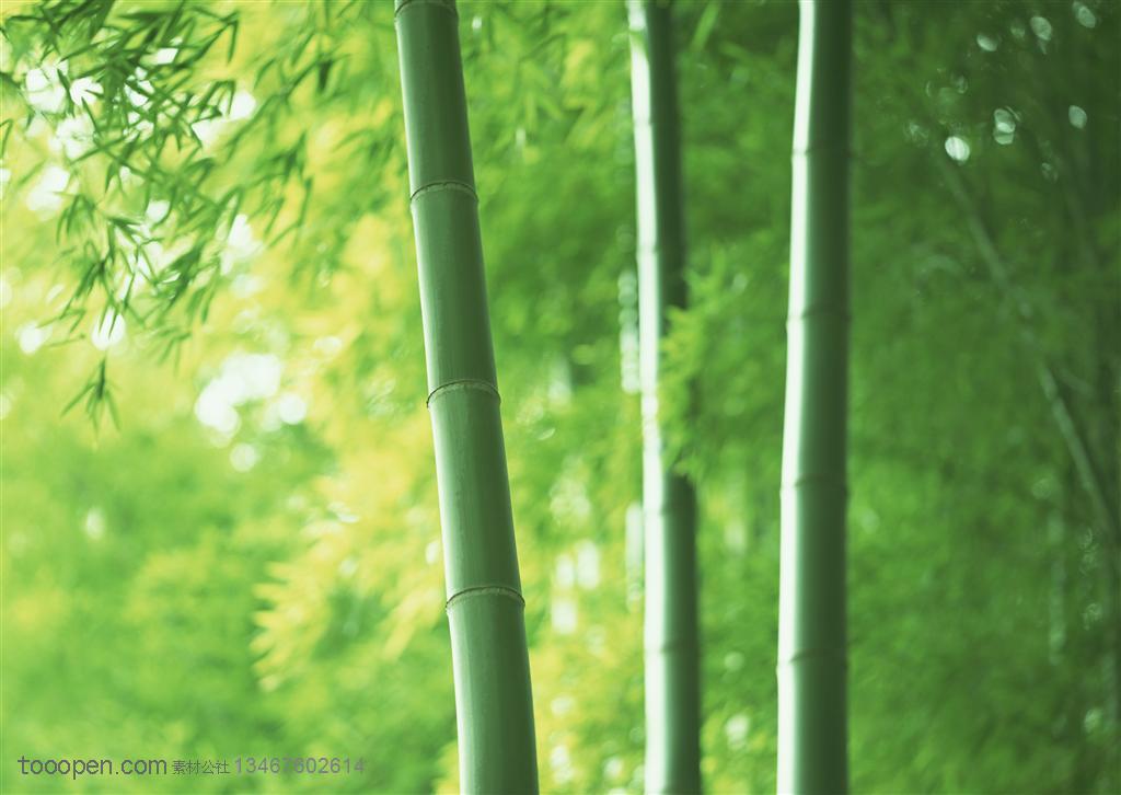 竹林风景-竹林中三根竹竿特写   素材公社