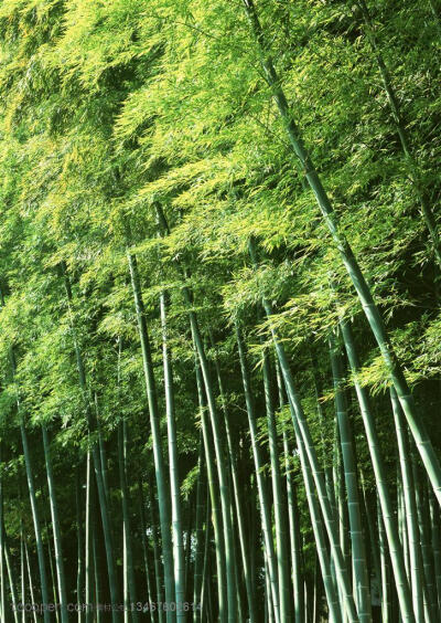 竹林风景-有点斜的竹子高清摄影图片素材