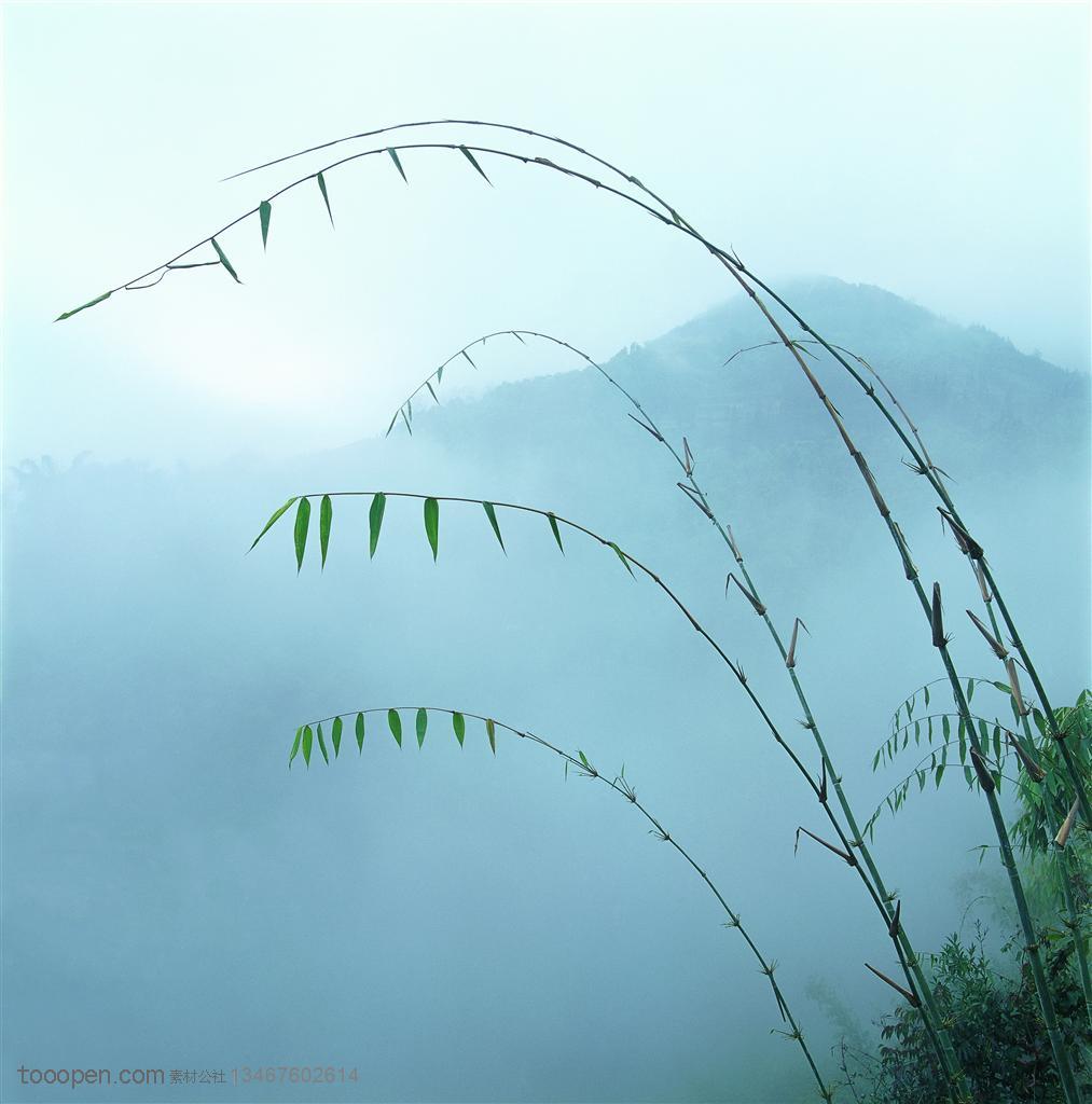 竹林风景- 竹子嫩枝高清图片素材