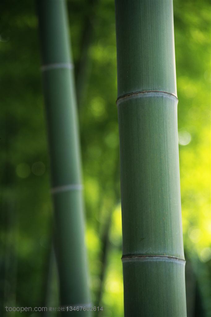 竹林风景 竹林里的两根竹竿特写高清摄影桌面壁纸图片素材 堆糖 美图壁纸兴趣社区