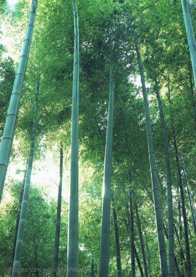 竹林风景- 仰视竹林中的竹子高清摄影图片素材