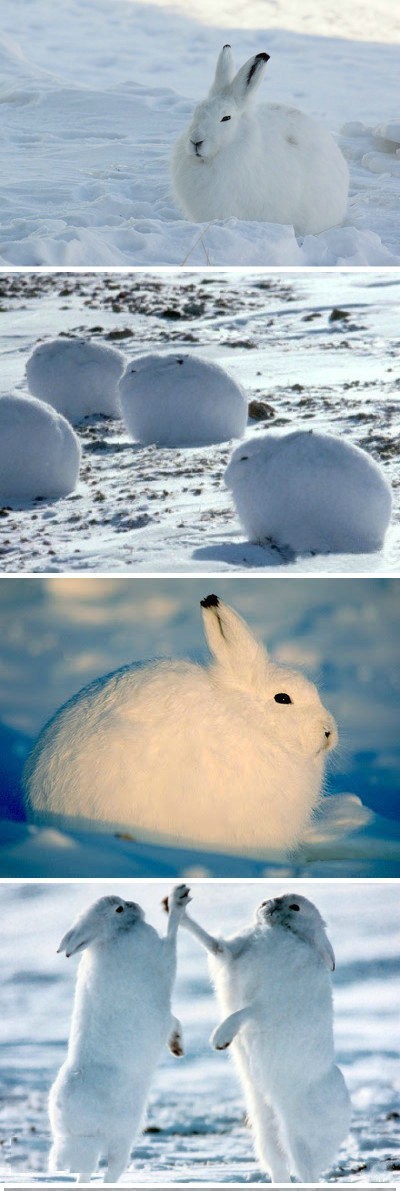 北极兔(arctic hare,是一种适应了北极和山地环境的兔子.