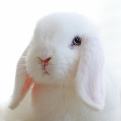小白兔,白又白,两只耳朵竖起来