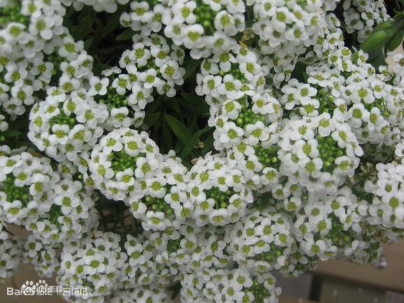 香雪球 十字花科香雪球属的多年生草本植物 这个花花之所以会介绍给