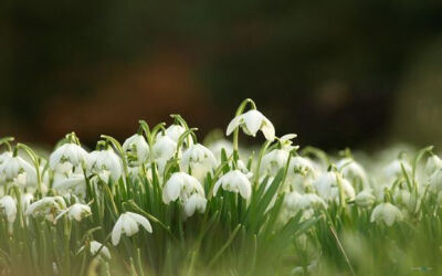 待雪草 雪花莲的别名 属雪花莲的别名石蒜科,花色白,产于欧洲中南部