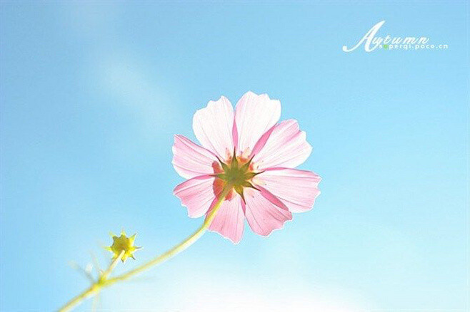 花草# #树木# #大自然# #清新#.