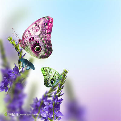 停在鲜花枝头上的蝴蝶近景特写摄影高清图片