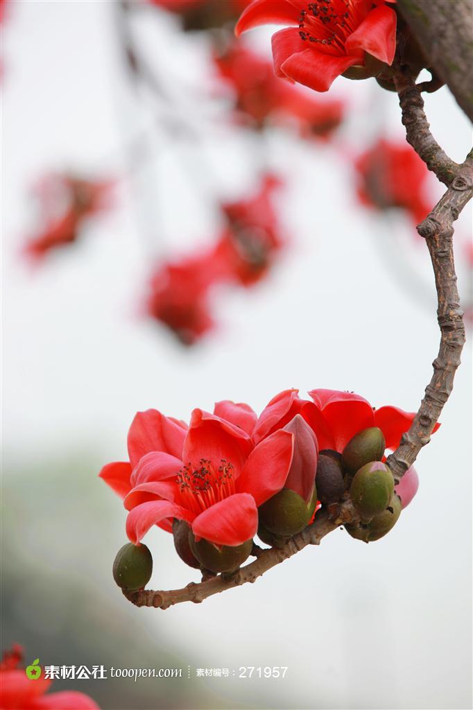 唯美木棉花摄影背景桌面壁纸图片素材