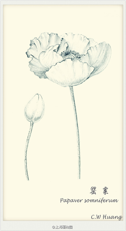 作者@catherinewhuang 手绘 植物 花卉 铅笔画