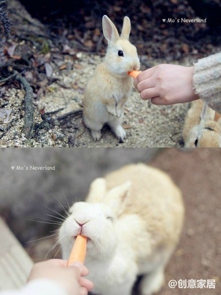 【兔子的天堂】日本兔子島大久野(okunoshima),島上居住了約300多隻