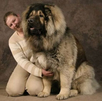 大的狗 高加索犬是原产于车臣等前苏联中亚少数民族地区的古老大型护