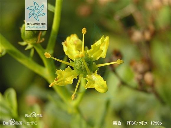 芸香 是芸香科芸香属的一种多年生具浓香的木质草本植物 又名:臭草