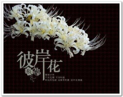 默认专辑 图片评论 0条  收集   点赞  评论  彼岸花 0 2 潇暮离殇