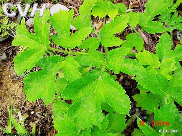 独活 中药名 为伞形科植物重齿毛当归的干燥根 主产于四川,湖北,安徽