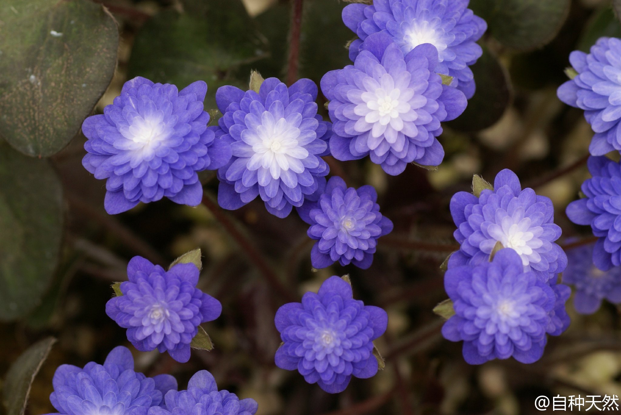 雪割草是毛茛科獐耳细辛属(hepatica)多年生草本植物,该属原生种约有7