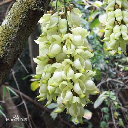 白花油麻藤俗称禾雀花