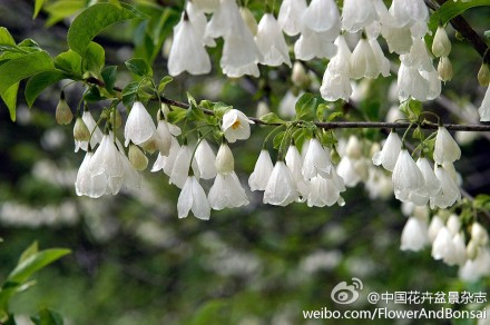 北美银钟花(halesia carolina),安息香科银钟花属,是原产美国东南部的