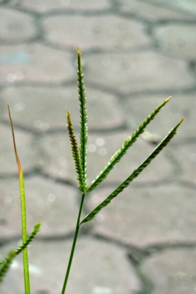 花花草草 - 堆糖,美图壁纸兴趣社区