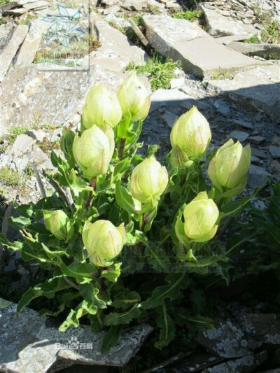 苞叶雪莲 属于菊科的风毛菊属的多年生草本植物, 又名苞叶风毛菊