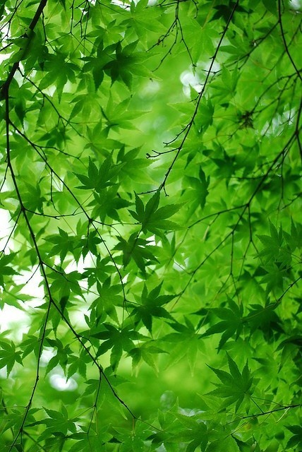 春天的绿色,是希望的颜色.
