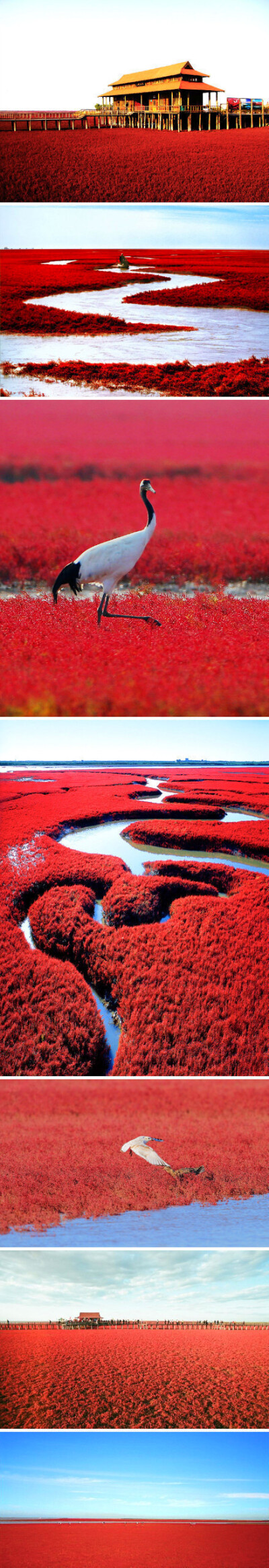 而是离北京500多公里的辽宁盘锦,现在长得正好的世界奇观"红海滩"!