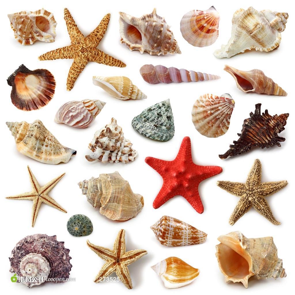 贝壳与海星海螺高清桌面图片素材