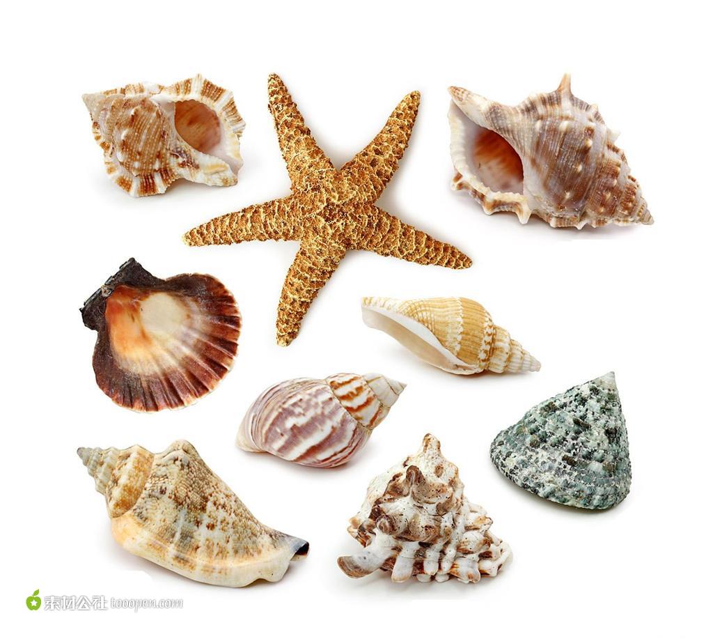 多种多样的贝壳及海星高清摄影图片素材