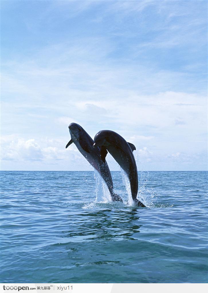 海中生物-两只嬉戏的海豚高清摄影图片素材