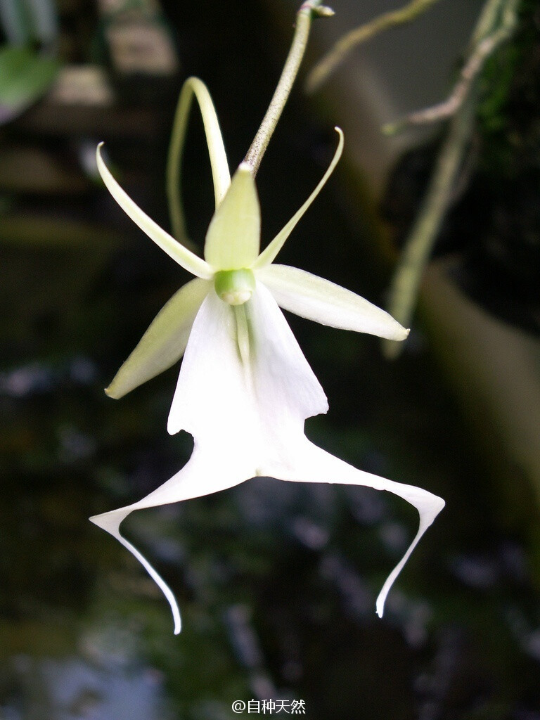 植物青蛙:蛙型兰,别称幽灵兰,鬼魂兰,鬼兰,英文名:the ghost orchid