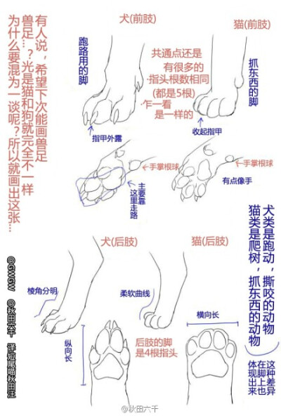 收集 点赞 评论 动物爪子的结构 0 642 绿谷腐蚀 发布到 兽设