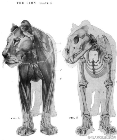 狮子肌肉骨架结构
