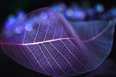 【创意摄影:叶之脉】透过镜头,看到一片叶子生命的脉络.