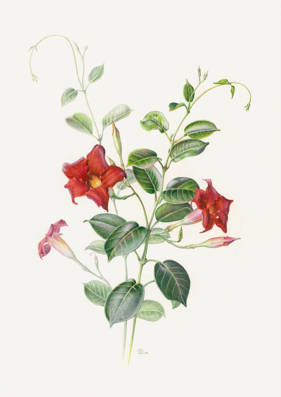 彩铅:植物手绘