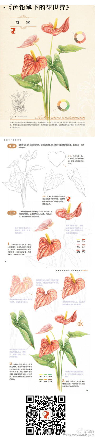 【色铅笔下的花世界—红掌】