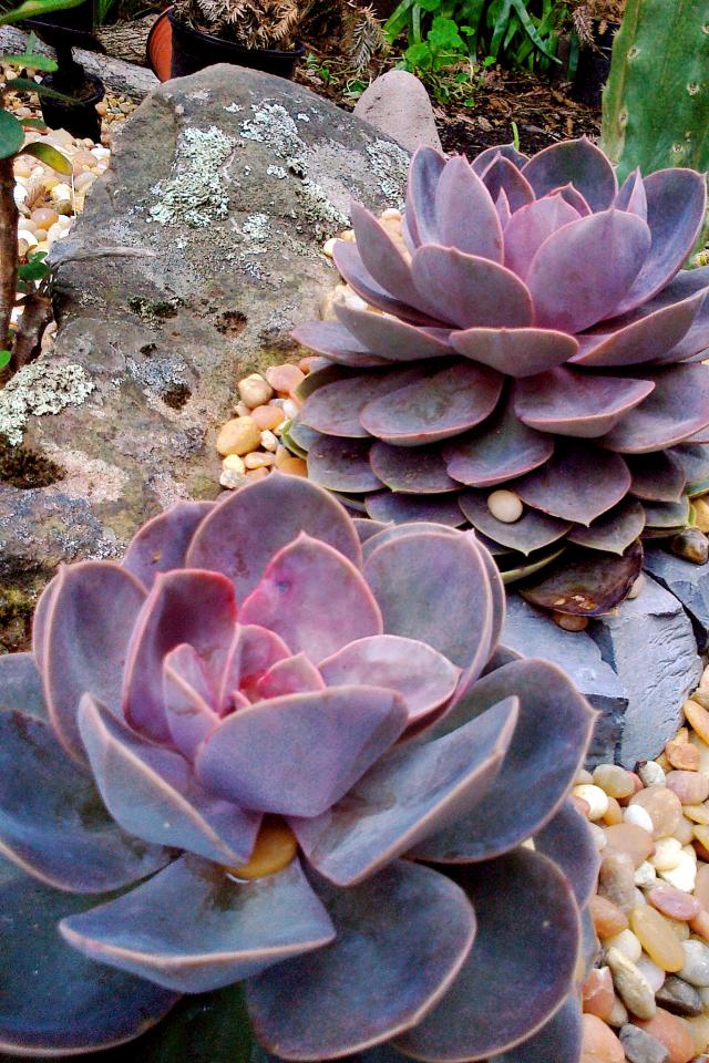 紫珍珠 echeveria cv. perle von nurnberg,景天科,拟石莲属.