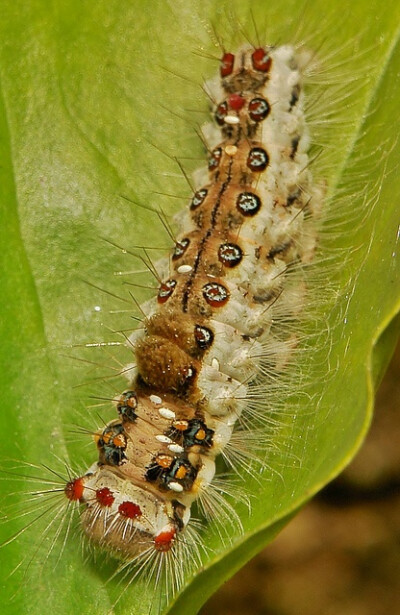 caterpillar