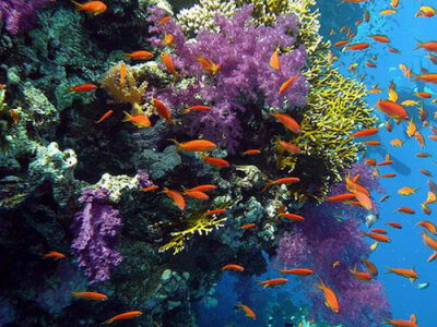 珊瑚岛(兰岛)coral island,在泰国也被称为koh hae或ko hi,位于普吉岛