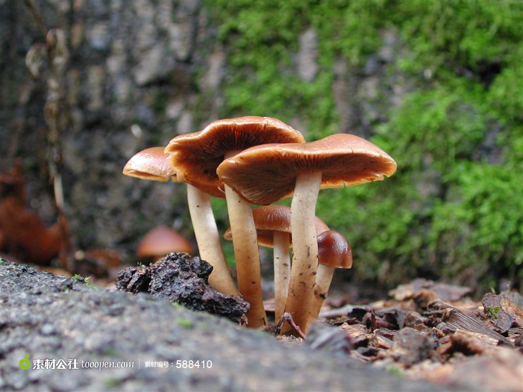 野生蘑菇特写高清摄影图片素材
