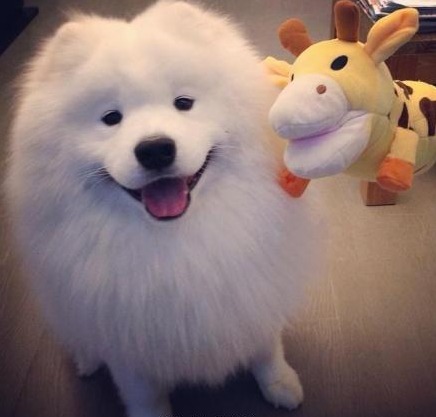 samoyed★微笑天使萨摩耶 胖胖哒萌萌哒!