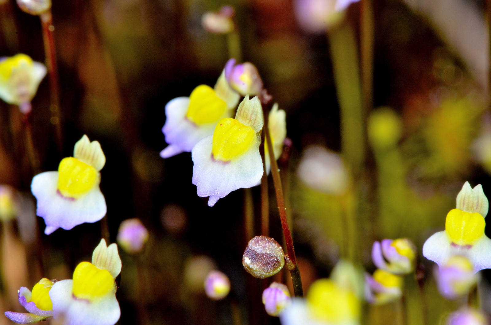 双鳞片狸藻(utricularia bisquamata)