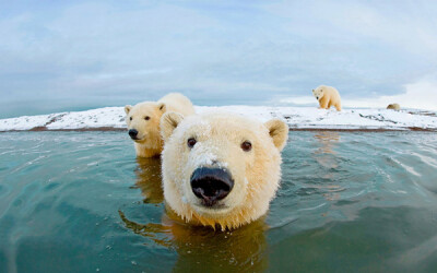 steven kazlowski摄影作品:北极熊